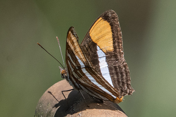 Adelpha syma-4957  - Sao Paulo (Jardim Botanico) - 23/10/21