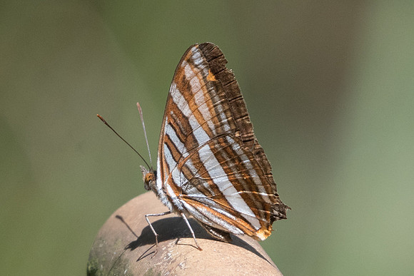 Adelpha syma-4960  - Sao Paulo (Jardim Botanico) - 23/10/21