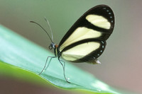 Aeria olena-1458 - Jardim Botanico de Recife Olinda - 14/10/21