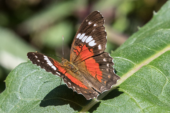 Anartia amathea roeselia -4977