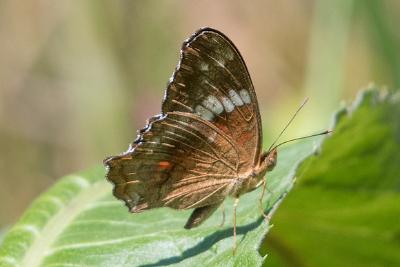 Anartia amathea roeselia-5449-Sao Paulo - 23/10/21