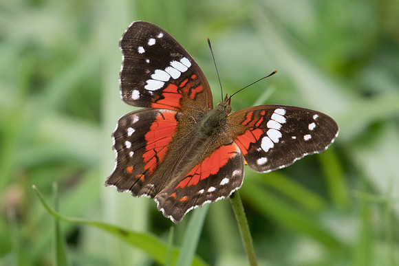 Anartia amathea roeselia-6216 Sao Paulo - Parc d'Ibirapuera - 25/10/21