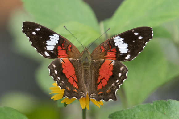 Anartia amathea roeselia-6245 Sao Paulo 25/10/21