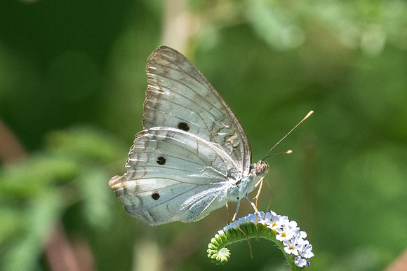 Anartia jatrophae-0257