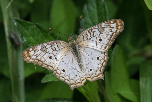 Anartia jatrophae-8056 - Rio de Janeiro - 7/10/21