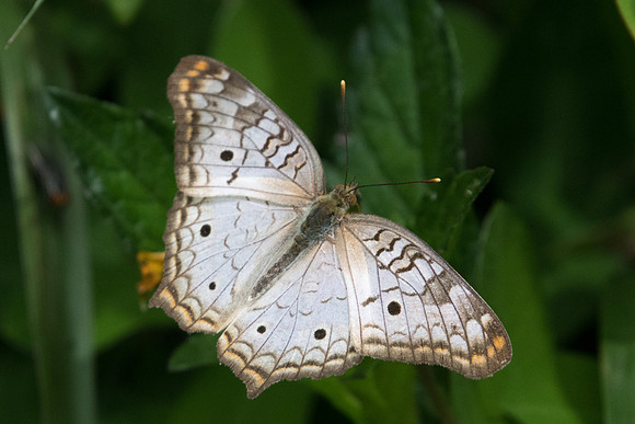 Anartia jatrophae-8060 - Rio de Janeiro - 7/10/21