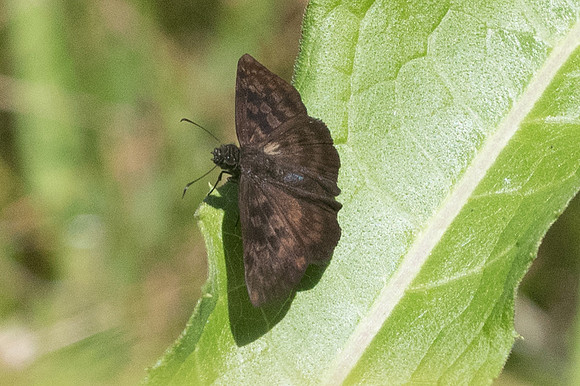 Anastrus sempiternus simplicior-4437