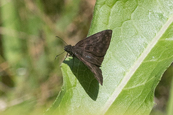Anastrus sempiternus simplicior-4439