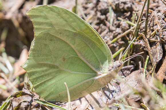 Anteos clorinde-5306 - Sao Paulo (Jardim Botanico) - 23/10/21