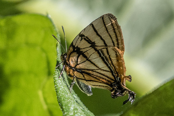 Arawacus meliboeus-4749