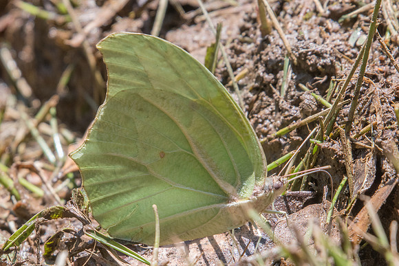 Anteos clorinde-5283 - Sao Paulo (Jardim Botanico) - 23/10/21