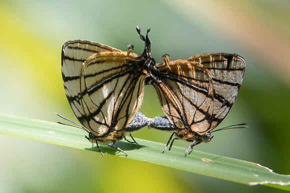 Arawacus meliboeus-5410