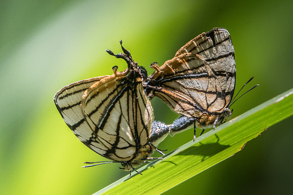 Arawacus meliboeus-5413