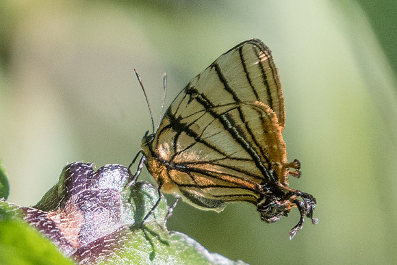 Arawacus meliboeus-4779