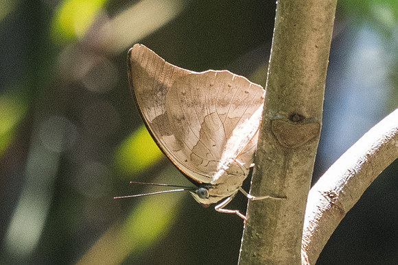 Archaeoprepona demophon thalpius-3024