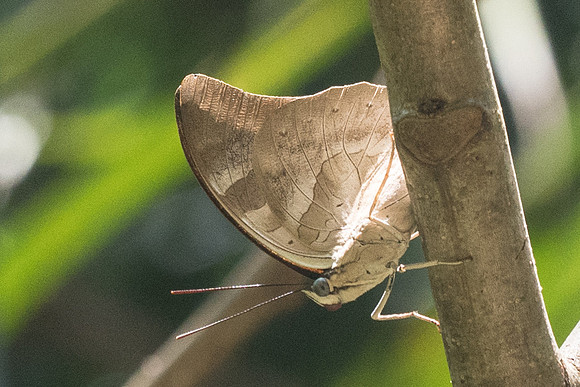 Archaeoprepona demophon thalpius-3034