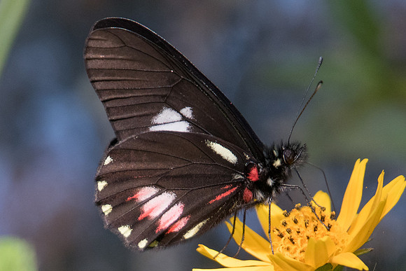 Archonias brassolis -4627 - Sao Paulo (Jardim Botanico) - 23/10/21