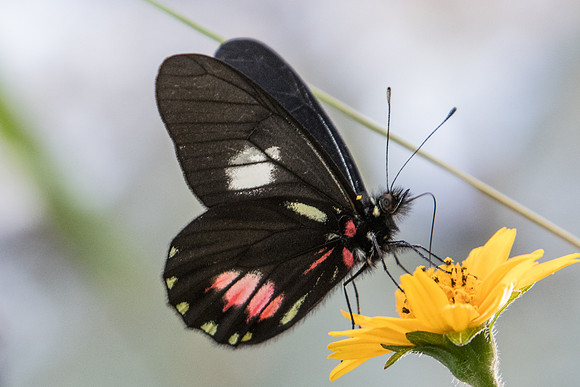Archonias brassolis - 4642 - Sao Paulo (Jardim Botanico) - 23/10/21