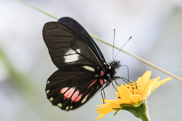 Archonias brassolis -4641 - Sao Paulo (Jardim Botanico) - 23/10/21