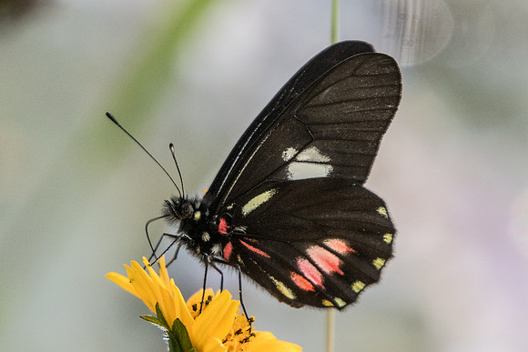 Archonias brassolis -4662 - Sao Paulo (Jardim Botanico) - 23/10/21