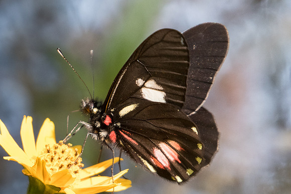 Archonias brassolis -4667 - Sao Paulo (Jardim Botanico) - 23/10/21