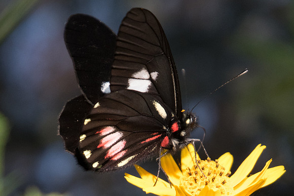 Archonias brassolis -4675 - Sao Paulo (Jardim Botanico) - 23/10/21