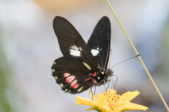 Archonias brassolis -4684 -- Sao Paulo (Jardim Botanico) - 23/10/21