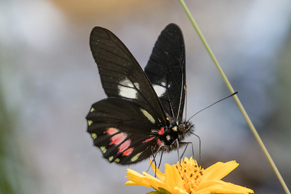Archonias brassolis -4685 - Sao Paulo (Jardim Botanico) - 23/10/21