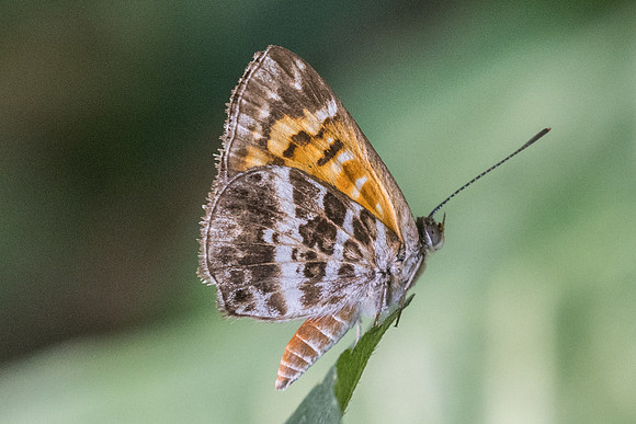 Aricoris campestris id--0181