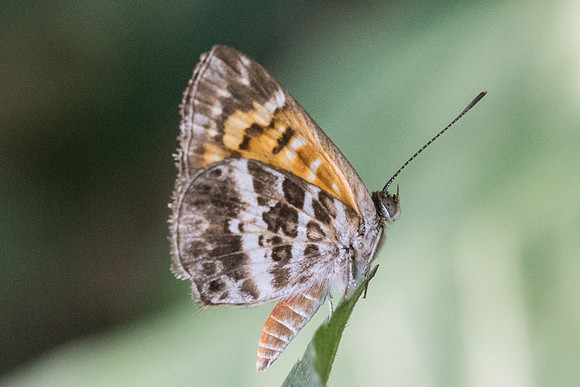 Aricoris campestris id--0185