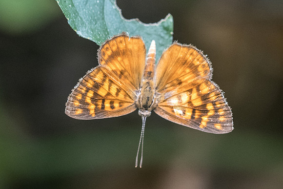 Aricoris campestris id--0193