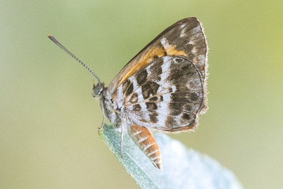 Aricoris campestris id--0214