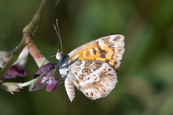 aricoris campestris-0929