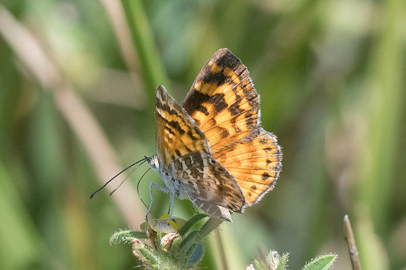 Aricoris campestris-0913