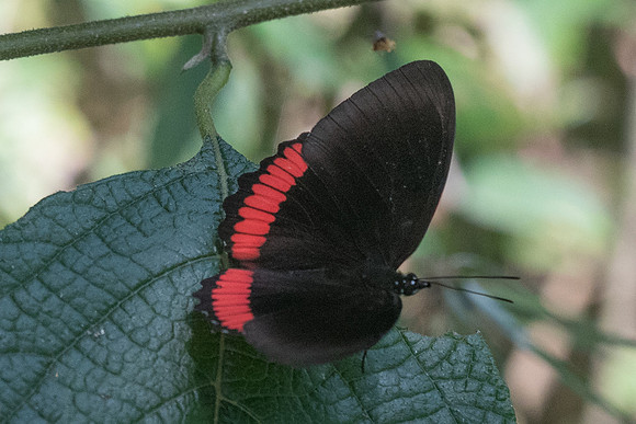 Biblis hyperia-2909