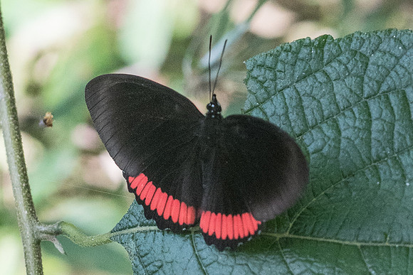 Biblis hyperia-2912