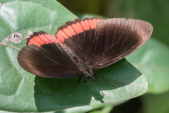 Biblis hyperia-2984