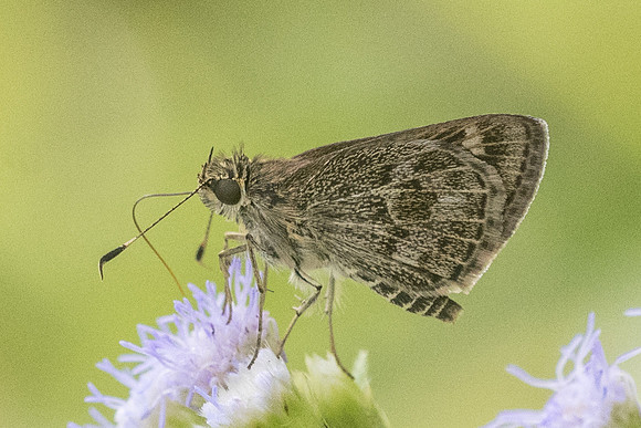 Callimormus corades id--1689