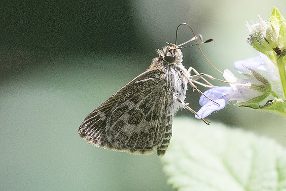 Callimormus corades-2637