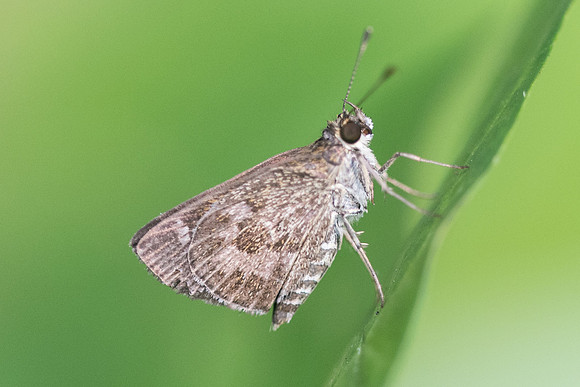 Callimormus corades-0474