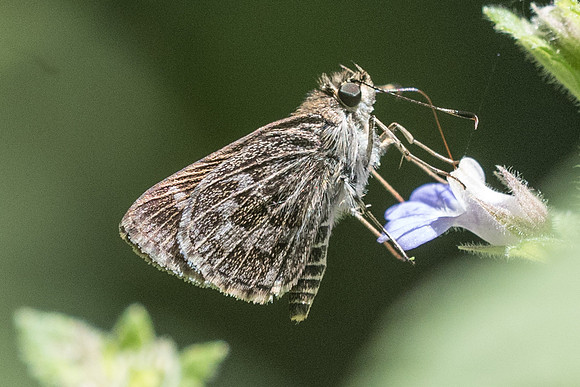 Callimormus corades-2645