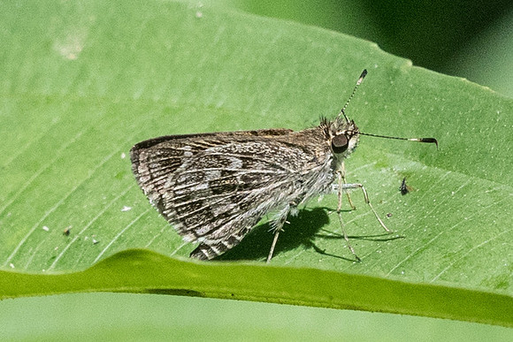 Callimormus corades-2631