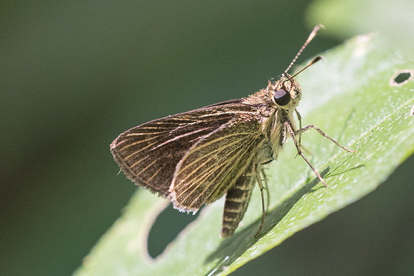 Callimormus interpuncta-0334