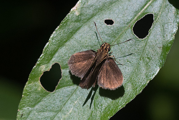 Callimormus interpuncta-0346