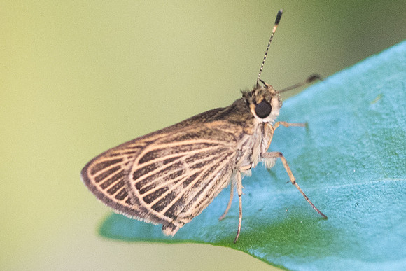 Callimormus interpunctata -0452