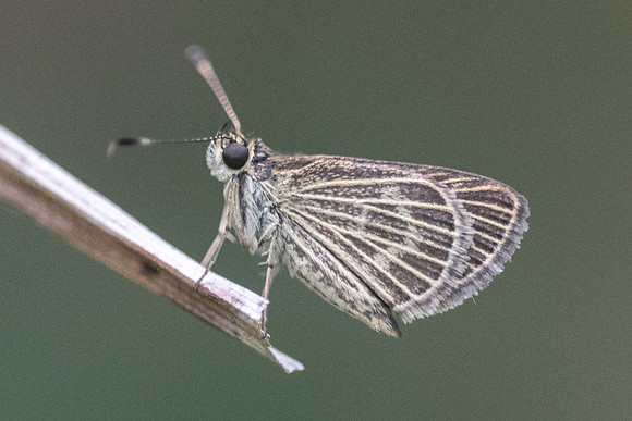 Callimormus interpunctata -0023