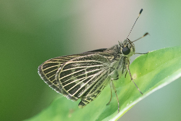 Callimormus interpunctata -0678