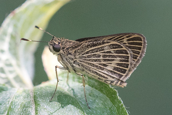 Callimormus interpunctata -0706