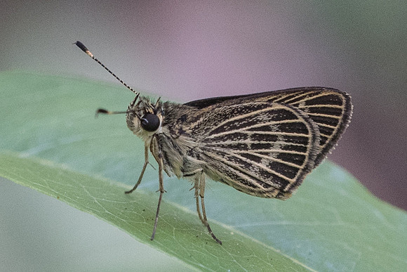 Callimormus interpunctata -0710