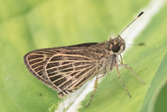 Callimormus interpunctata -1073